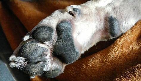 Dog Paw Pad Callus: Prevention and Removal | Our Fit Pets