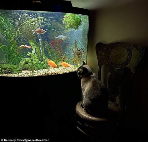 calm cat watching fish tank