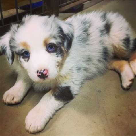Calming Australian Shepherd