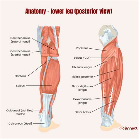 Calves Definition With Example