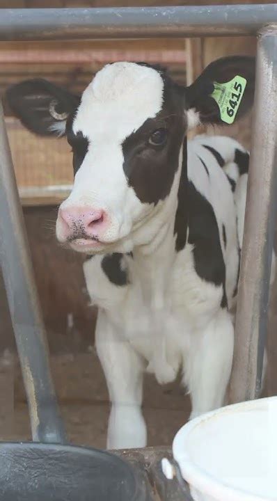 Calves Kid Definition