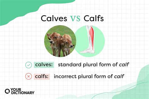 Calves Meaning