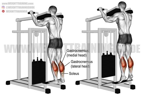 Calves Raise Exercise