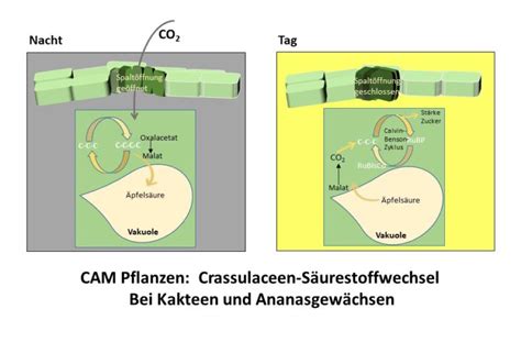 Lernkartei C4, CAMPflanzen, C3