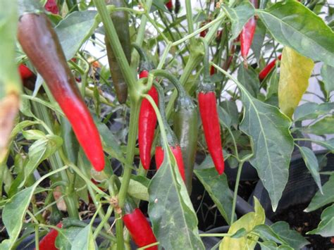 Cambray Pepper