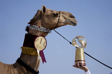 camel beauty contest 2021