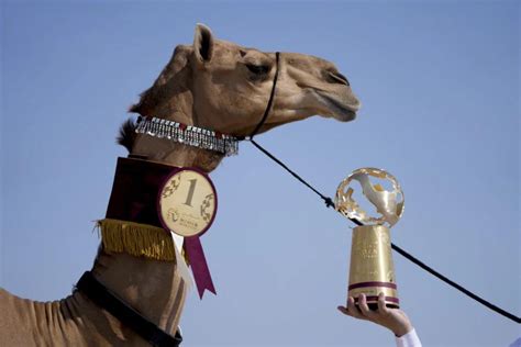 camel beauty contest winner