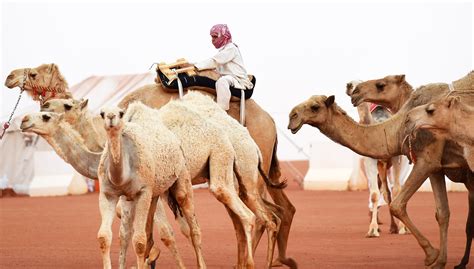 camel beauty pageant saudi arabia