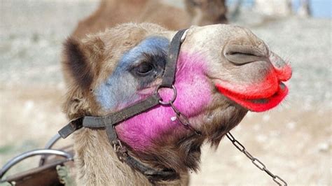 camel beauty pageant winner