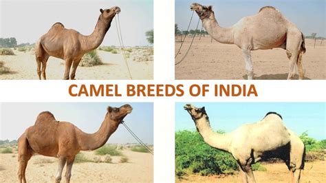 camel breeds in india