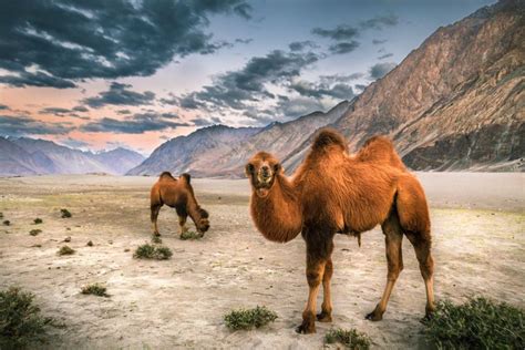 camel camel camel amazon india