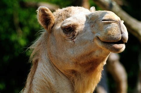 camel camel camel uk