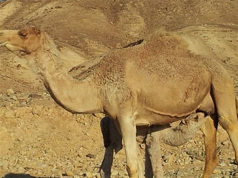 Camel Camouflage