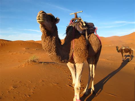 camel in sahara desert