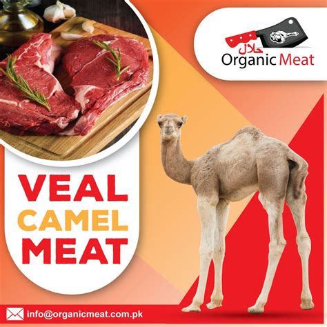 camel meat price in uae