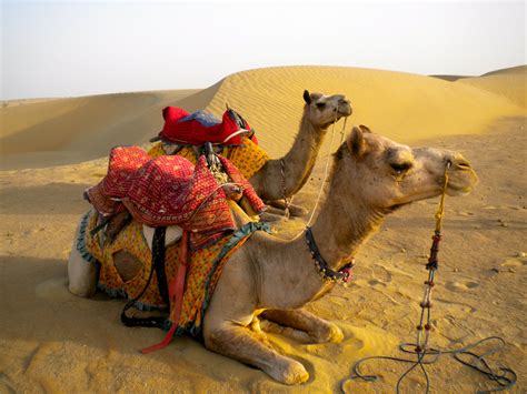 camel price in india