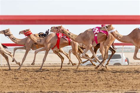 camel race in qatar