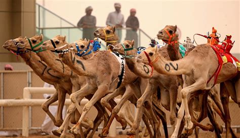 camel race track abu dhabi