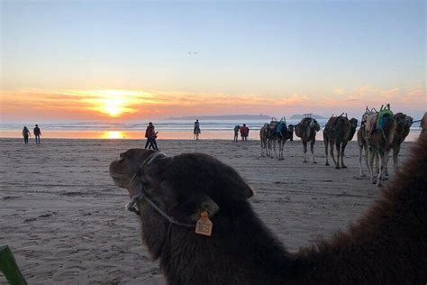 camel ride considerations
