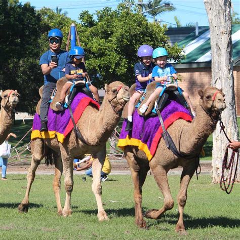 camel ride in brisbane