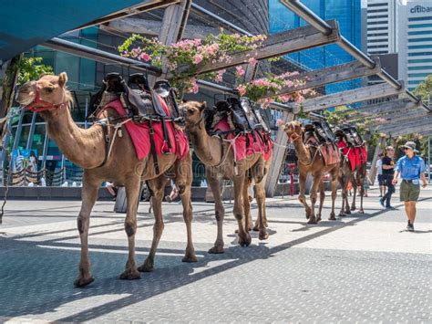 camel rides in perth