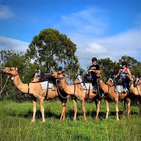 camel rides south east queensland