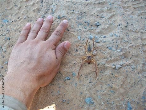 Camel Spider Size Comparison