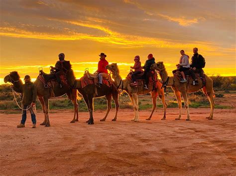 camel tour sunset
