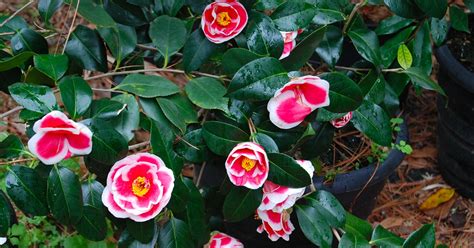 Camellia x 'Jury's Yellow' Singing Tree Gardens Nursery