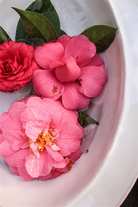 camellia bowl