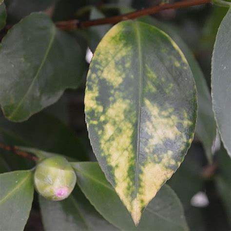 camellia bush diseases and pests