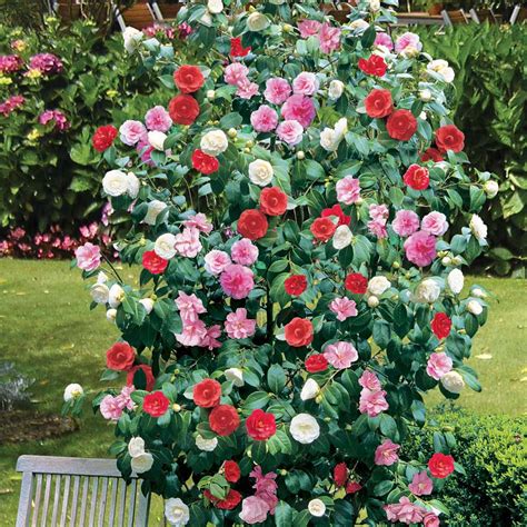 camellia bushes for sale