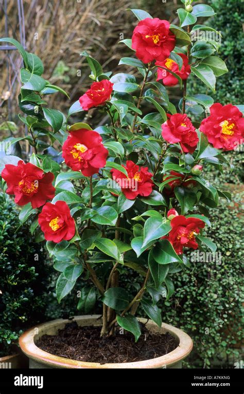 camellia care in pots
