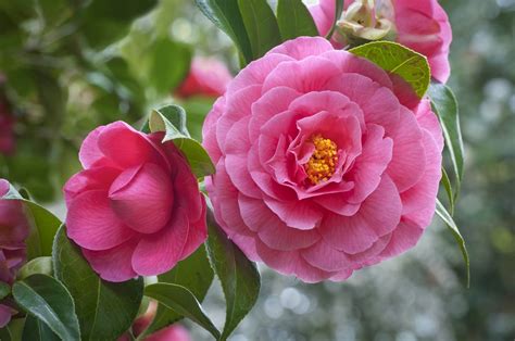 camellia flower meaning