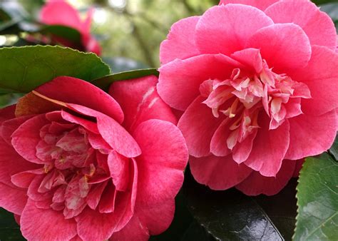 camellia flower plant