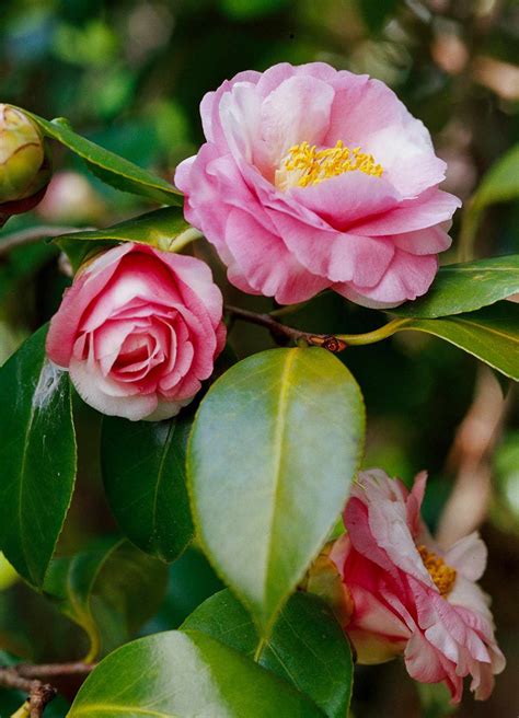 camellia flowering