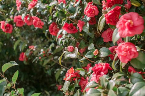 camellia flowering shrub