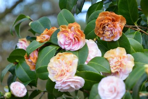 camellia flowers turning brown