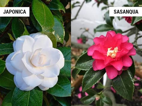 camellia japonica vs camellia sasanqua