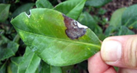 camellia pests and diseases
