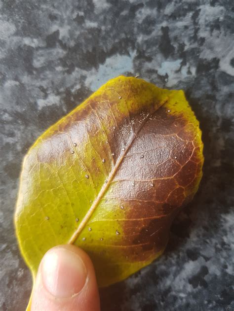 camellia problems brown leaves