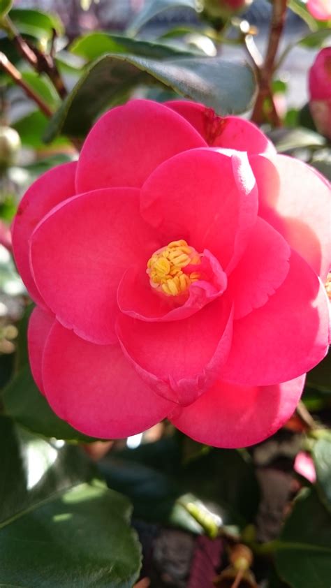 camellia romance