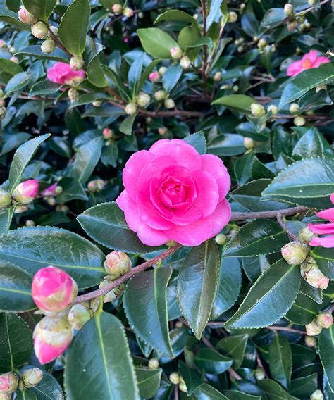 camellia sasanqua bloom time