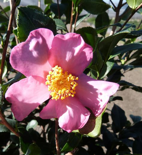 camellia sasanqua cleopatra pink