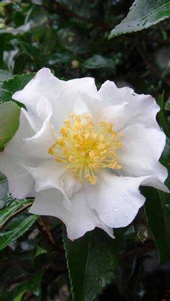 camellia sasanqua cleopatra white