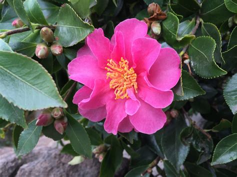 camellia sasanqua common name