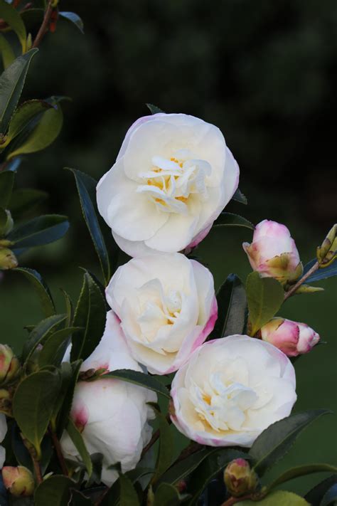 camellia sasanqua for sale nz