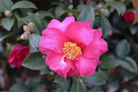 camellia sasanqua olivia