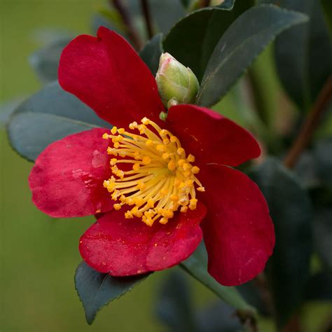 camellia sasanqua plant with red blooms