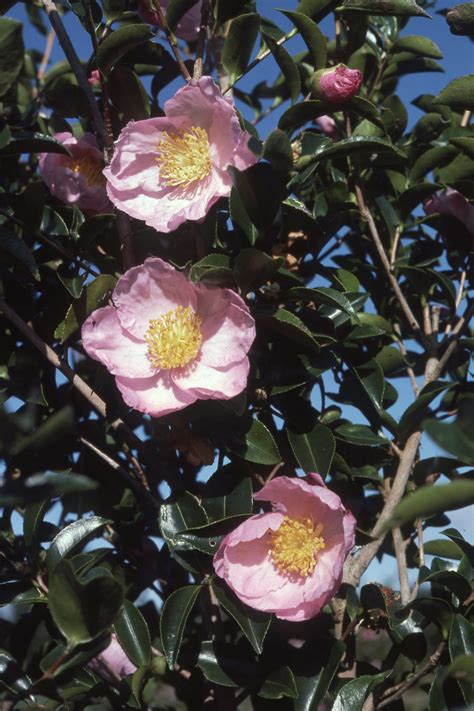camellia sasanqua plantation pink australia